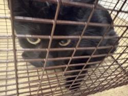 Shelter Stray Female Cat last seen Willow Run Cir., Duncanville, TX, 1150 E Pleasant Run Rd, Cedar Hill, TX 75104, USA