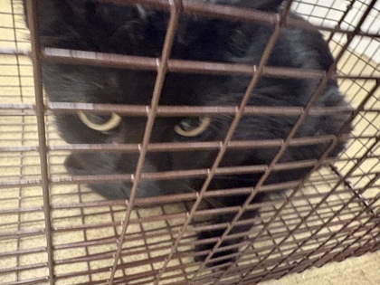 Shelter Stray Female Cat last seen Willow Run Cir., Duncanville, TX, 1150 E Pleasant Run Rd, Cedar Hill, TX 75104, USA