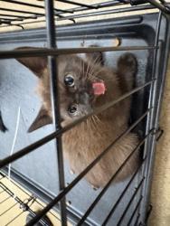 Shelter Stray Unknown Cat last seen Willow Run Cir., Duncanville, TX, 1150 E Pleasant Run Rd, Cedar Hill, TX 75104, USA