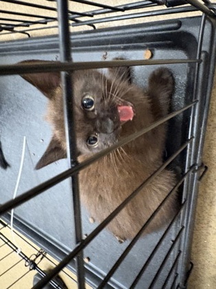Shelter Stray Unknown Cat last seen Willow Run Cir., Duncanville, TX, 1150 E Pleasant Run Rd, Cedar Hill, TX 75104, USA