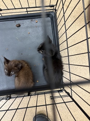 Shelter Stray Unknown Cat last seen Willow Run Cir., Duncanville, TX, 1150 E Pleasant Run Rd, Cedar Hill, TX 75104, USA