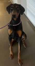 Shelter Stray Male Dog last seen State Rte-180 E & N Temperance Ave, Fresno Zone Fresno CO 2 93727, CA, 1510 W Dan Ronquillo Dr, Fresno, CA 93706, USA