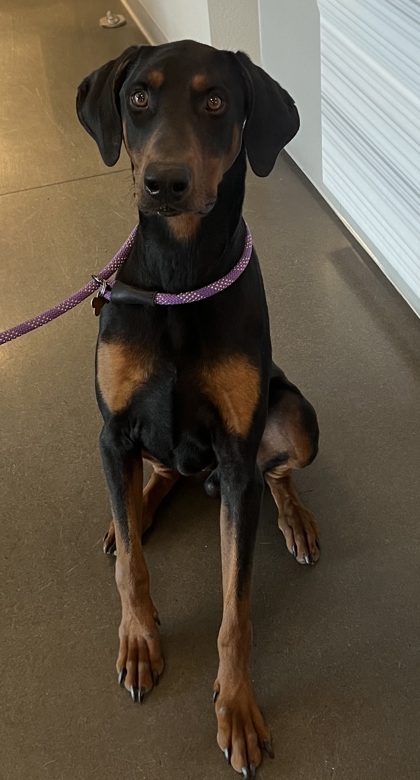 Shelter Stray Male Dog last seen State Rte-180 E & N Temperance Ave, Fresno Zone Fresno CO 2 93727, CA, 1510 W Dan Ronquillo Dr, Fresno, CA 93706, USA