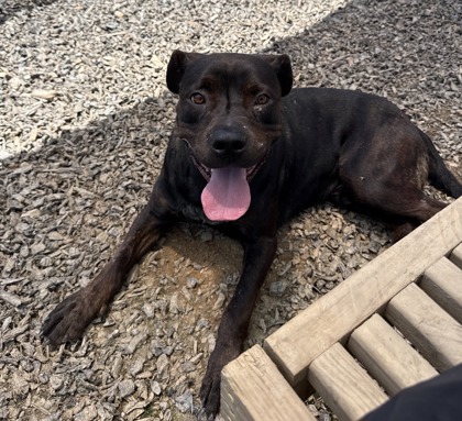Shelter Stray Male Dog last seen Near Rucker Rd., Alpharetta, GA, 1251 Fulton Industrial Blvd NW, Atlanta, GA 30336, USA