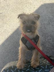 Found/Stray Female Dog last seen Cherry ave and broadway, Long Beach, CA 90802