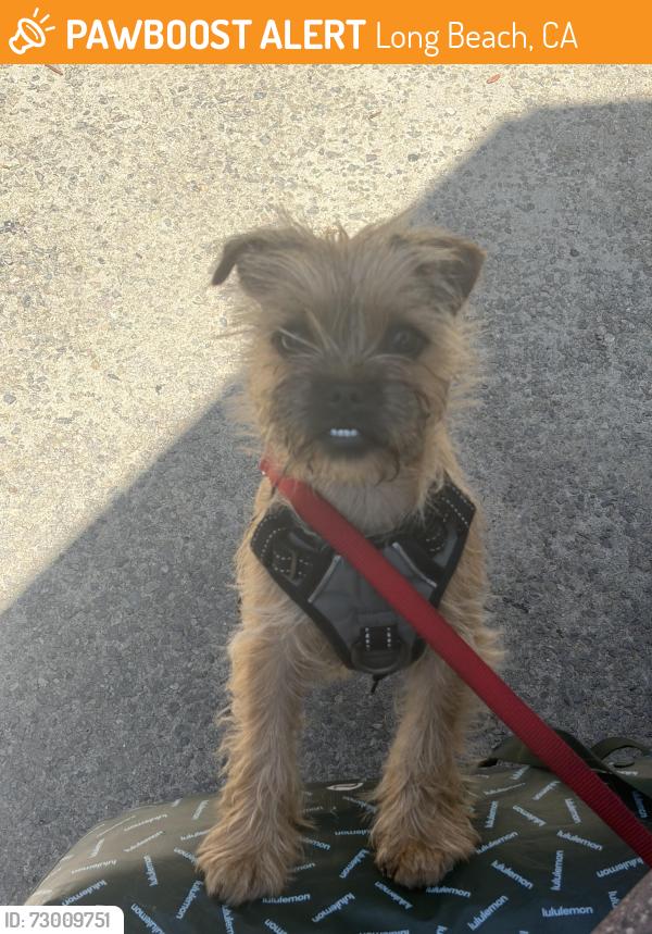 Found/Stray Female Dog last seen Cherry ave and broadway, Long Beach, CA 90802