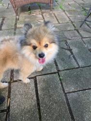 Shelter Stray Unknown Dog last seen 46th and Emerson, Lost/Found, IN, 10501 Hague Rd, Fishers, IN 46038, USA