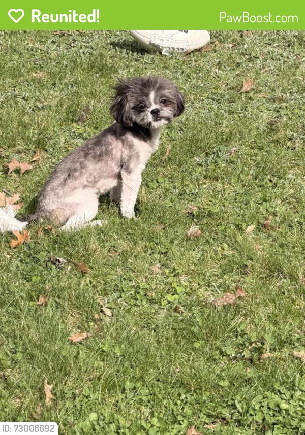 Reunited Female Dog last seen South Euclid, OH, USA, South Euclid, OH 44124