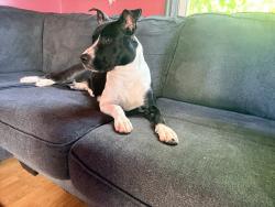 Found/Stray Female Dog last seen Chasing cars on 9 mile by mcdonalds by kelly rd, Eastpointe, MI 48021