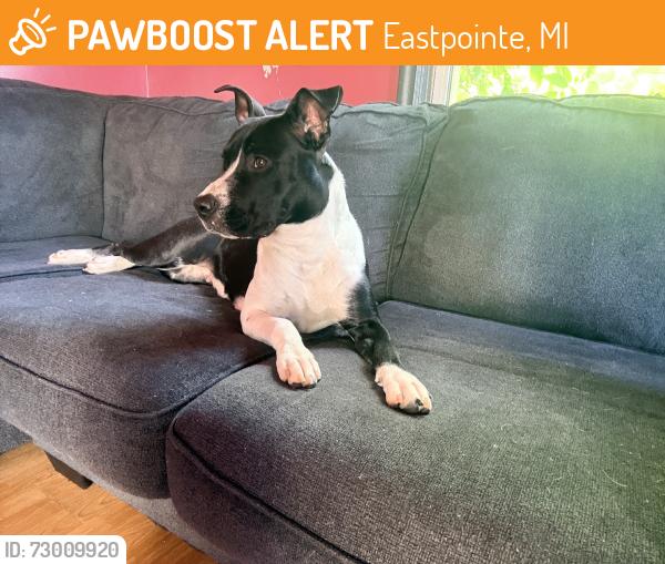 Found/Stray Female Dog last seen Chasing cars on 9 mile by mcdonalds by kelly rd, Eastpointe, MI 48021
