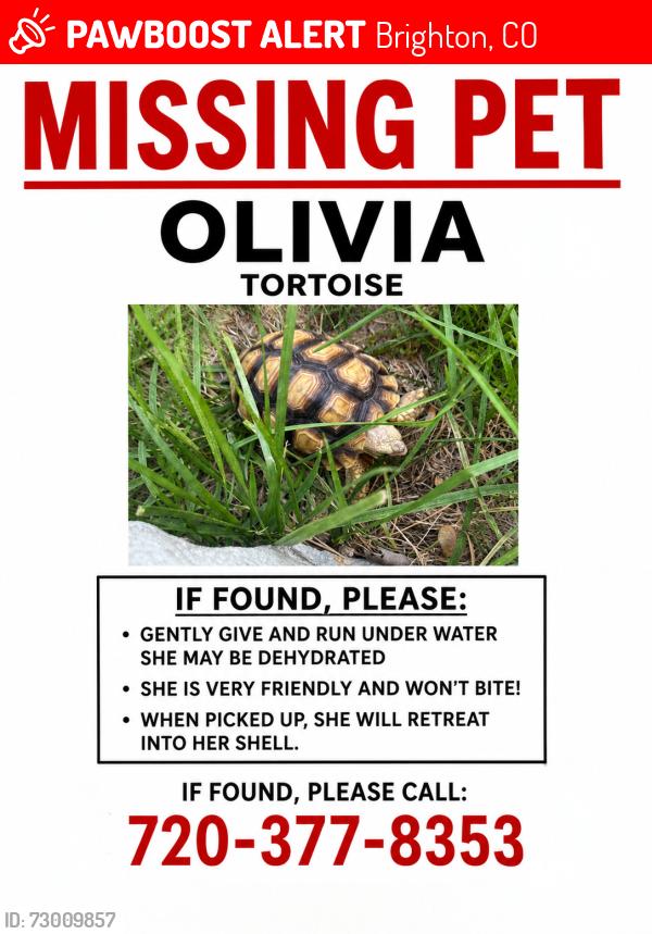 Lost Unknown Reptile last seen Near Salem St , Brighton, CO 80640