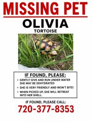 Lost Unknown Reptile last seen Near Salem St , Brighton, CO 80640