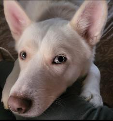 Reunited Male Dog last seen K Avenue & Campbell St, Fort Worth, TX 76105