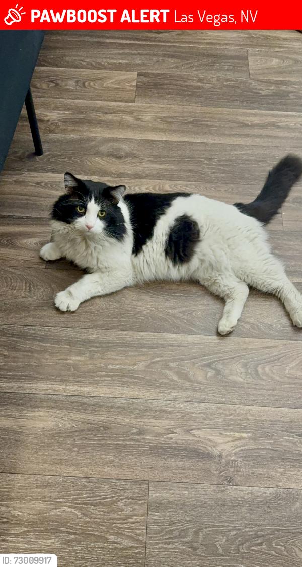 Lost Male Cat last seen Sahara and Durango or Durango and dessert inn, Las Vegas, NV 89117
