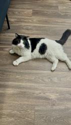 Lost Male Cat last seen Sahara and Durango or Durango and dessert inn, Las Vegas, NV 89117