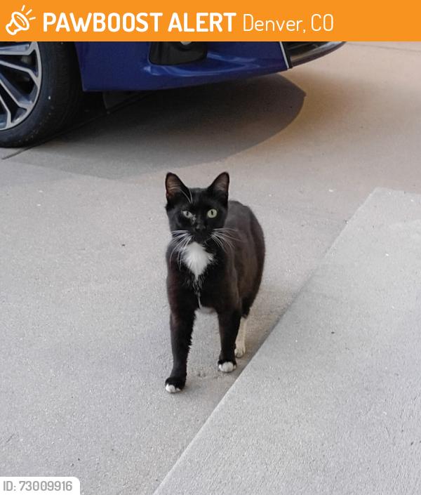 Found/Stray Unknown Cat last seen Robins & Flanders near Highline Academy , Denver, CO 80249