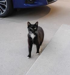 Found/Stray Unknown Cat last seen Robins & Flanders near Highline Academy , Denver, CO 80249