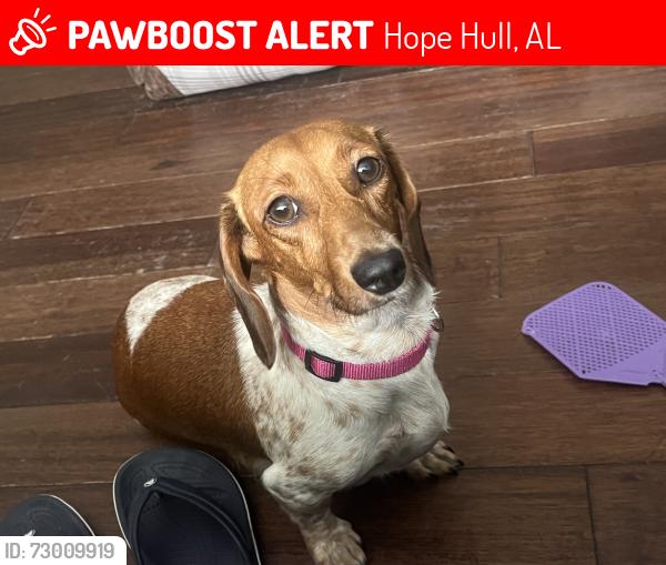 Lost Female Dog last seen Moseley Store, Hope Hull, AL 36043