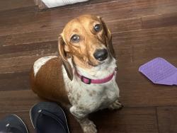 Lost Female Dog last seen Moseley Store, Hope Hull, AL 36043