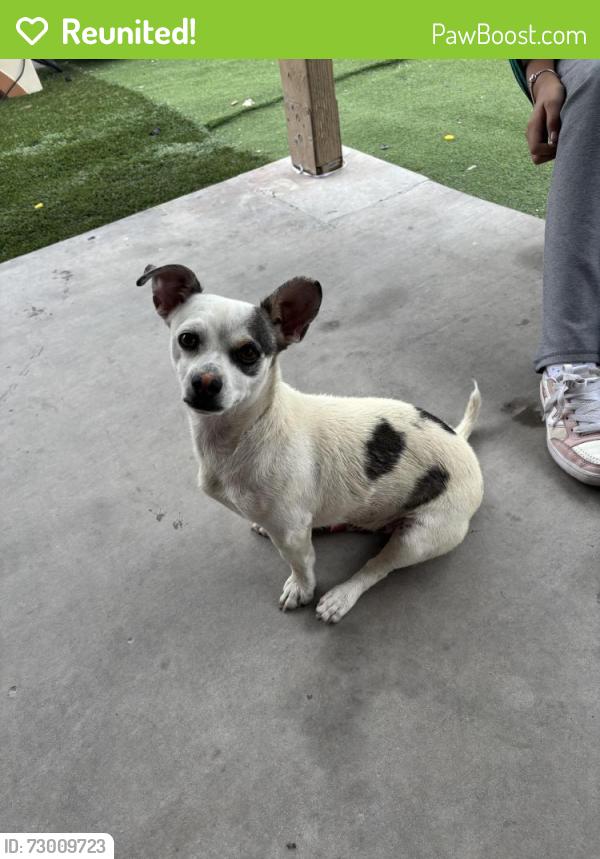 Reunited Male Dog last seen Las Vegas Blvd N, North Las Vegas, NV 89030