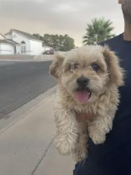 Reunited Male Dog last seen Corona crest , El Paso, TX 79936