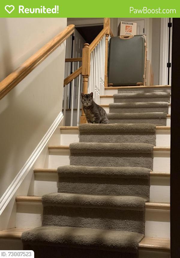 Reunited Male Cat last seen Romig road , West Bradford Township, PA 19335