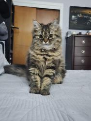 Lost Female Cat last seen Langelier , Montréal, QC H1G 2J1