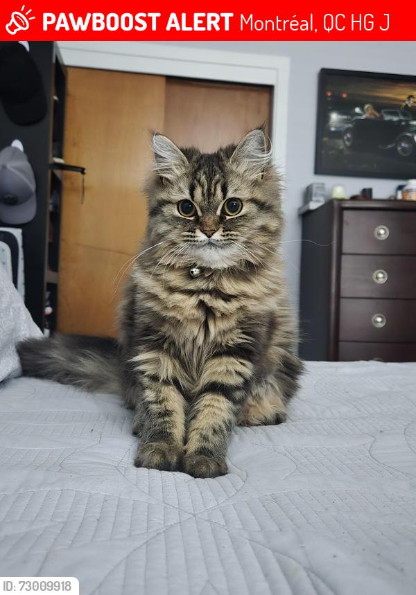 Lost Female Cat last seen Langelier , Montréal, QC H1G 2J1