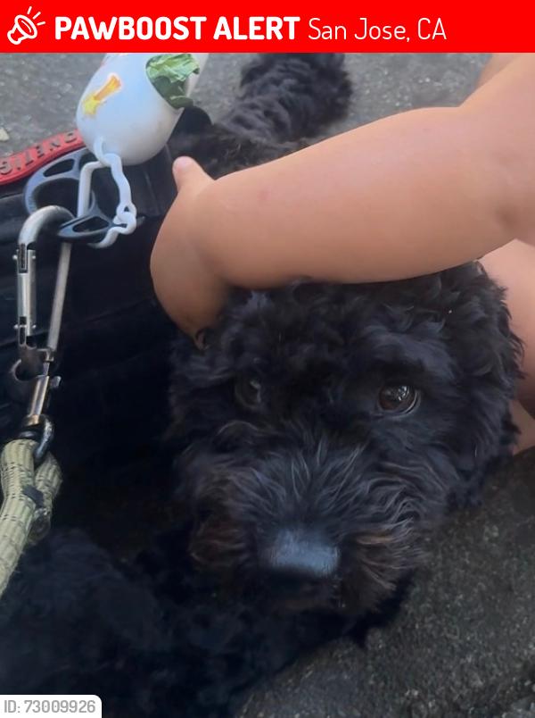 Lost Male Dog last seen San Jose ca, San Jose, CA 95111