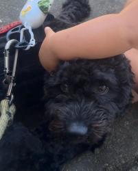Lost Male Dog last seen San Jose ca, San Jose, CA 95111