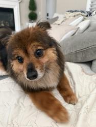 Lost Female Dog last seen Olson Drive and Legacy Way, Lodi, CA 95242