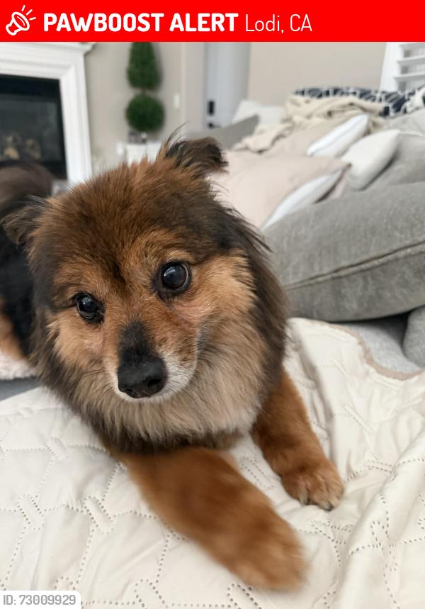 Lost Female Dog last seen Olson Drive and Legacy Way, Lodi, CA 95242