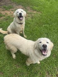 Found/Stray Unknown Dog last seen Olan Drive. Alice Rd. Cleoesther Valley Neighborhood , Tuscaloosa County, AL 35111