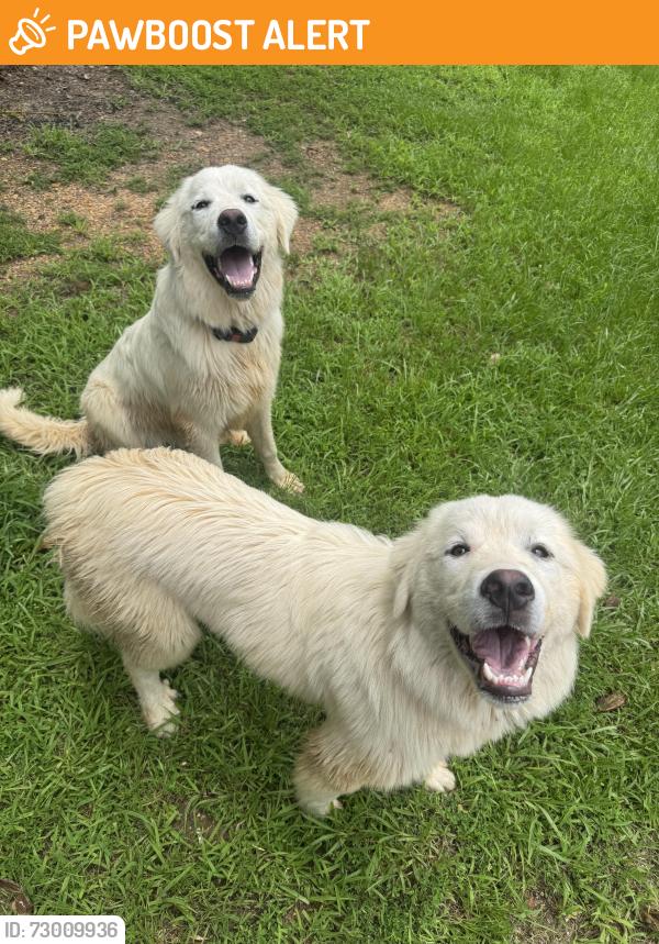 Found/Stray Unknown Dog last seen Olan Drive. Alice Rd. Cleoesther Valley Neighborhood , Tuscaloosa County, AL 35111