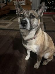 Reunited Female Dog last seen Clinton ave , Richmond, CA 94805