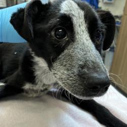 Shelter Stray Female Dog last seen Lombard/Woonely, PORTLAND, OR, 97217, 1700 W Historic Columbia River Hwy, Troutdale, OR 97060, USA