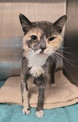 Shelter Stray Female Cat last seen Near S I 15, MURRAY CITY, UT, 84107, 511 W 3900 S, Salt Lake City, UT 84123, USA