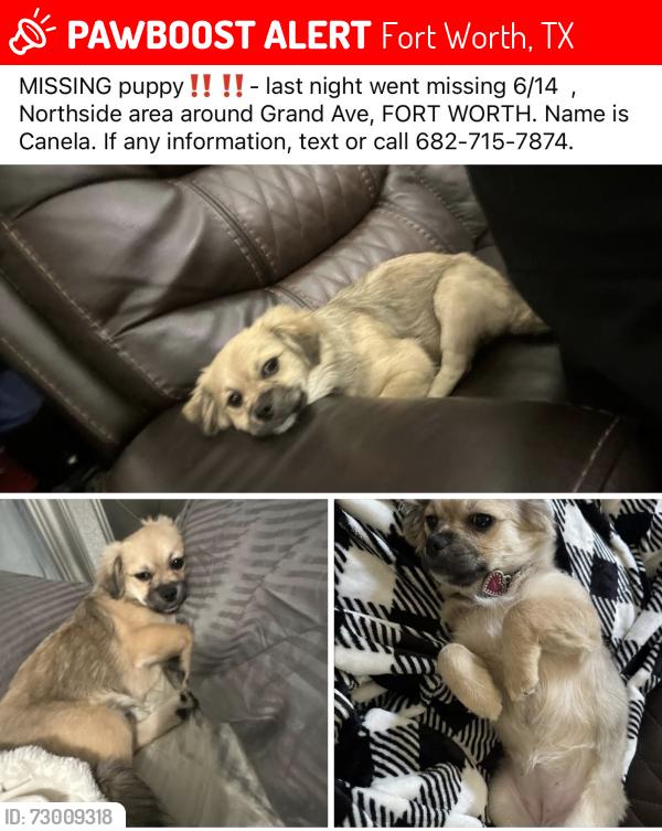 Lost Female Dog last seen Grand Ave Fort Worth , Fort Worth, TX 76164