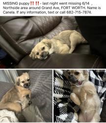 Lost Female Dog last seen Grand Ave Fort Worth , Fort Worth, TX 76164