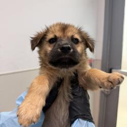 Shelter Stray Female Dog last seen Near Eastland Avenue, San Diego, CA, 92102, 5500 Gaines St, San Diego, CA 92110, USA