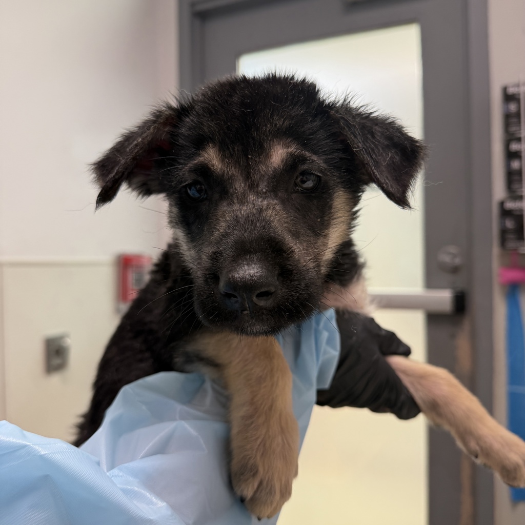 Shelter Stray Female Dog last seen Near Eastland Avenue, San Diego, CA, 92102, 5500 Gaines St, San Diego, CA 92110, USA