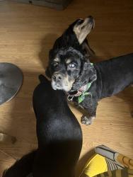 Reunited Male Dog last seen Perris , Moreno Valley, CA 92551