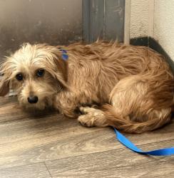 Shelter Stray Male Dog last seen Near the storage, San Diego, CA, 92113, 5500 Gaines St, San Diego, CA 92110, USA