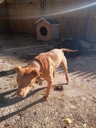 Lost Male Dog last seen Harvey, Toledo, OH 43608