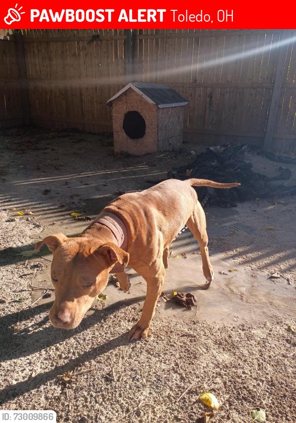 Lost Male Dog last seen Harvey, Toledo, OH 43608