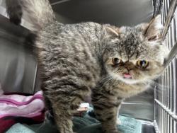 Shelter Stray Unknown Cat last seen Telegrapgh Street, WATERFORD, MI, 48328, 1200 N Telegraph Building 42E, Pontiac, MI 48340, USA