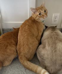 Lost Male Cat last seen 30th and Woodward, Tulsa, OK 74114