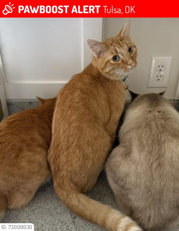 Lost Male Cat last seen 30th and Woodward, Tulsa, OK 74114