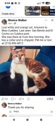 Lost Female Cat last seen El centro and san benito culebra park, San Antonio, TX 78228