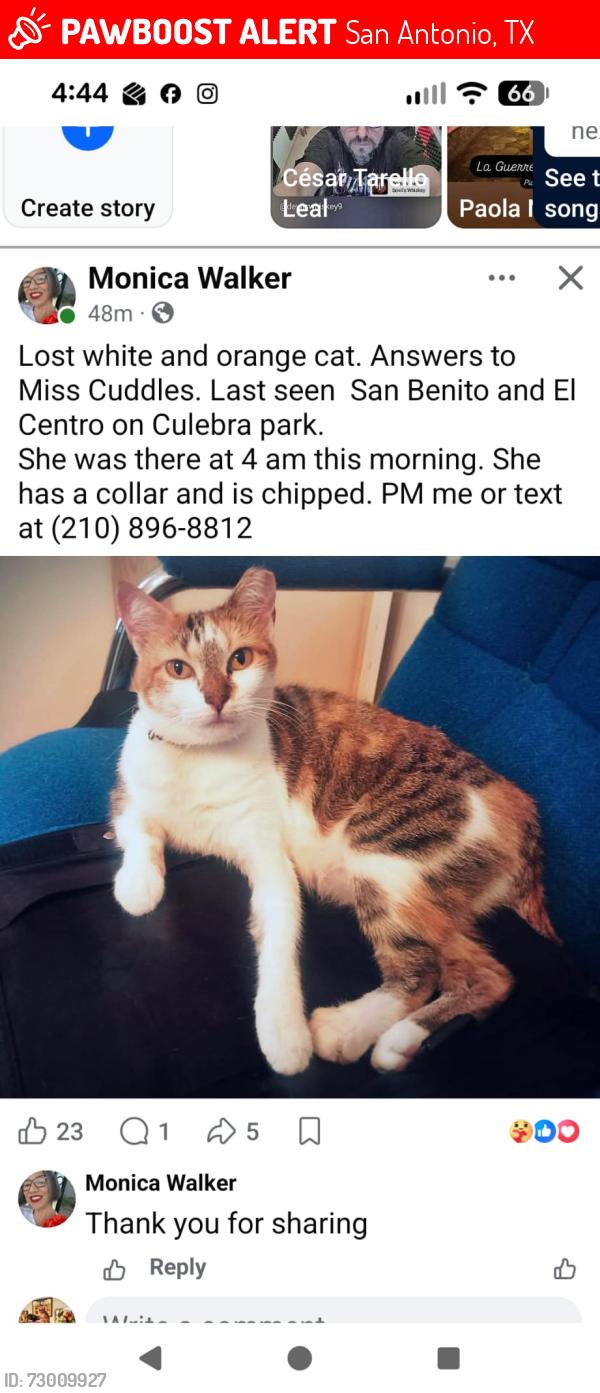 Lost Female Cat last seen El centro and san benito culebra park, San Antonio, TX 78228